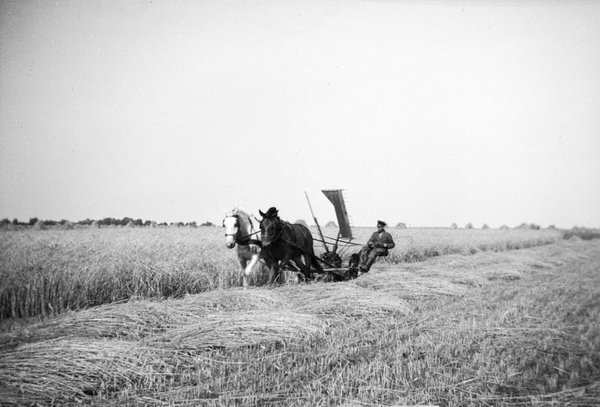 Krupp Getreide - Mähwerk mit Pferdegespann.
