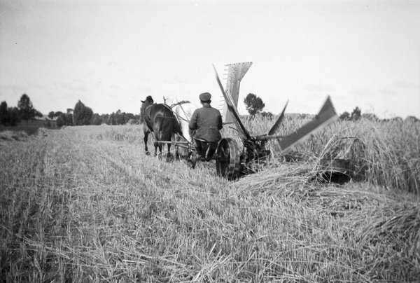 Krupp Getreidemähwerk im Einsatz auf dem Feld der Domäne Blankenfelde.